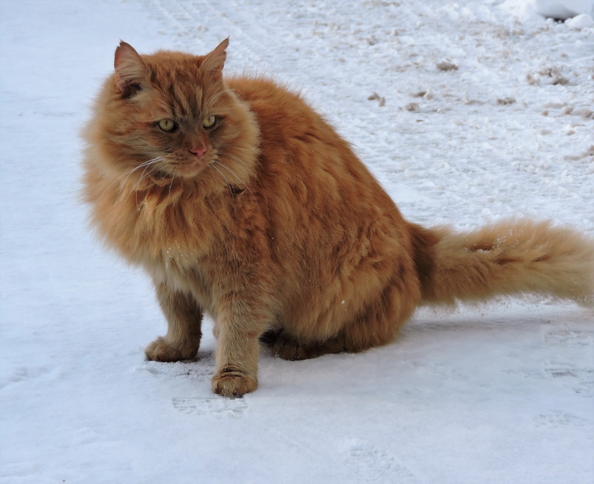 Casting Call: Seeking a Leading Cat With Stillness