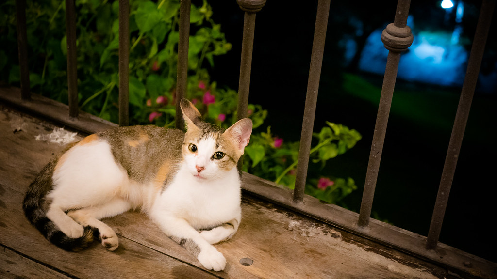 Why Every Film Needs a Cat
